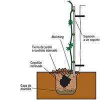 Cómo plantar una trepadora