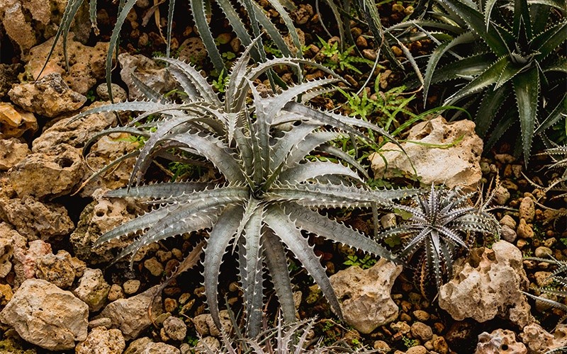 Ni ágaves ni aloes: se llaman  dyckias y son bromelias