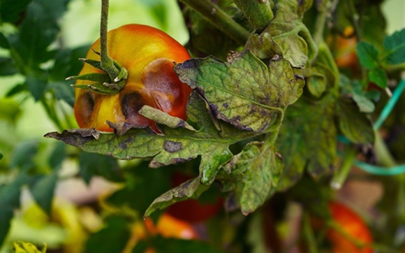 Las enfermedades y plagas que estropean tus tomates