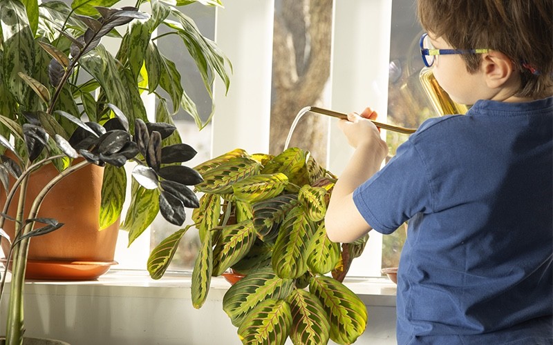 Pequeños jardineros: cómo regar las plantas de interior en verano