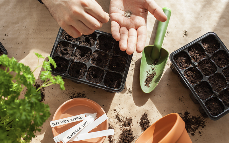 Huerto urbano: es momento de iniciar los semilleros