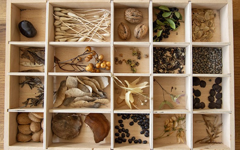 Recolectar y coleccionar semillas, pequeños tesoros de la naturaleza 