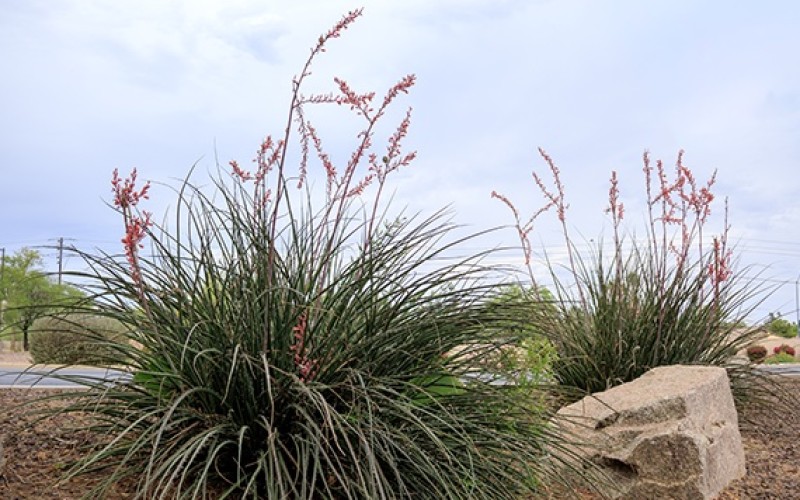 Gráciles hesperaloes para los jardines de (muy) bajo riego