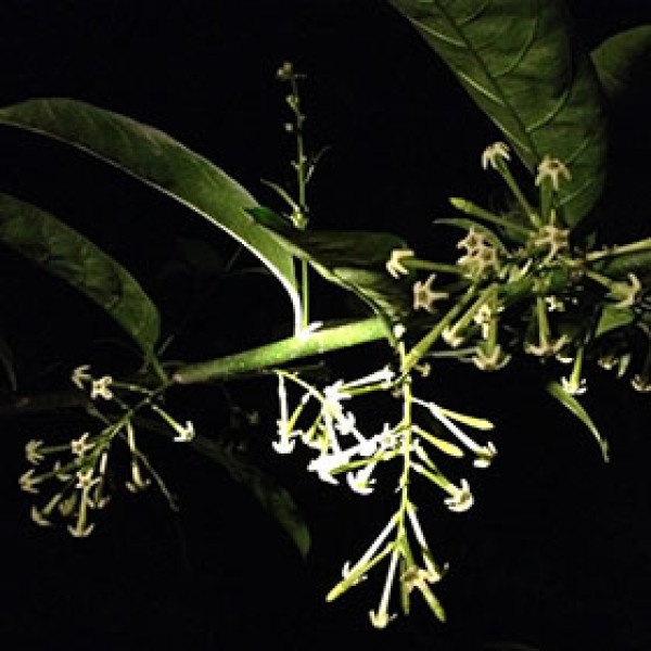 El galán de noche, un arbusto con un delicado aroma