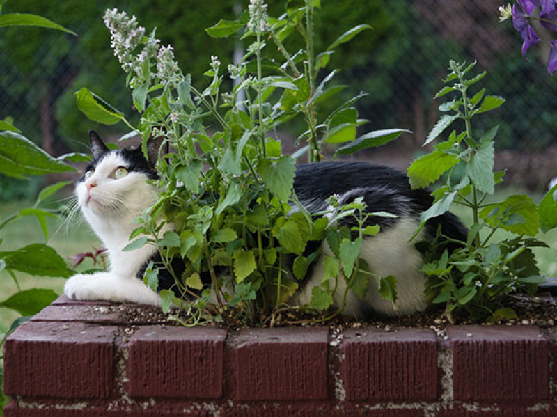 La planta que te ayudará a ahuyentar a los gatos del jardín