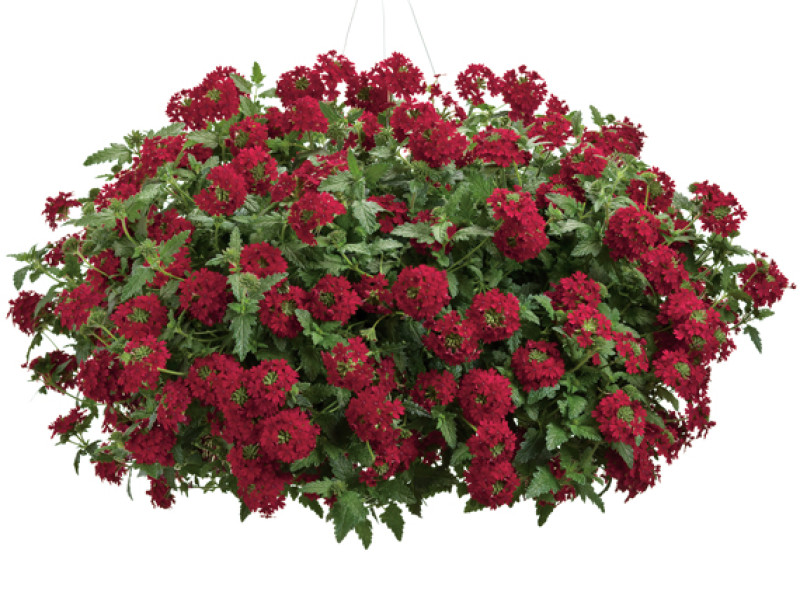 verdeesvida :: Plantas de flor roja: el color de la pasión