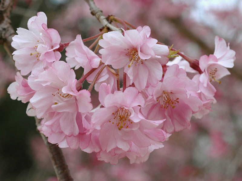 verdeesvida :: En marzo, cerezos en flor