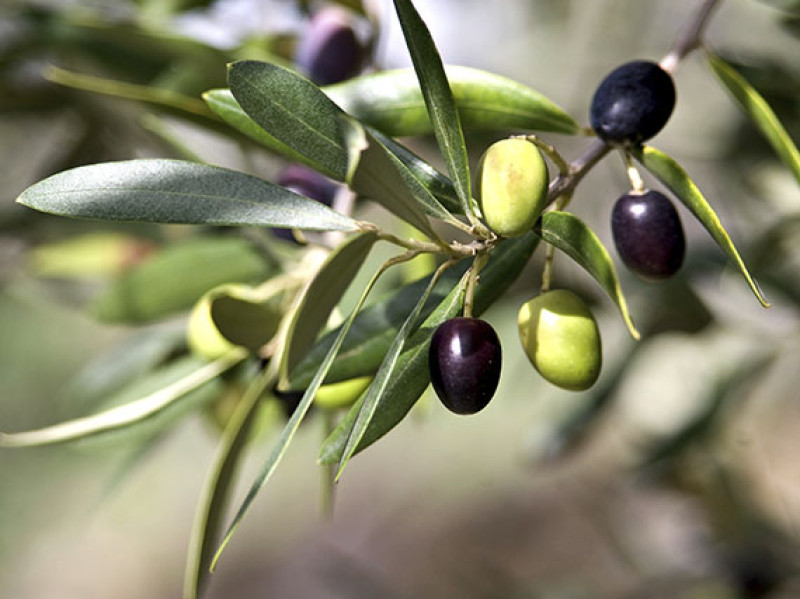 verdeesvida :: Aprovecha las aceitunas de tu olivo