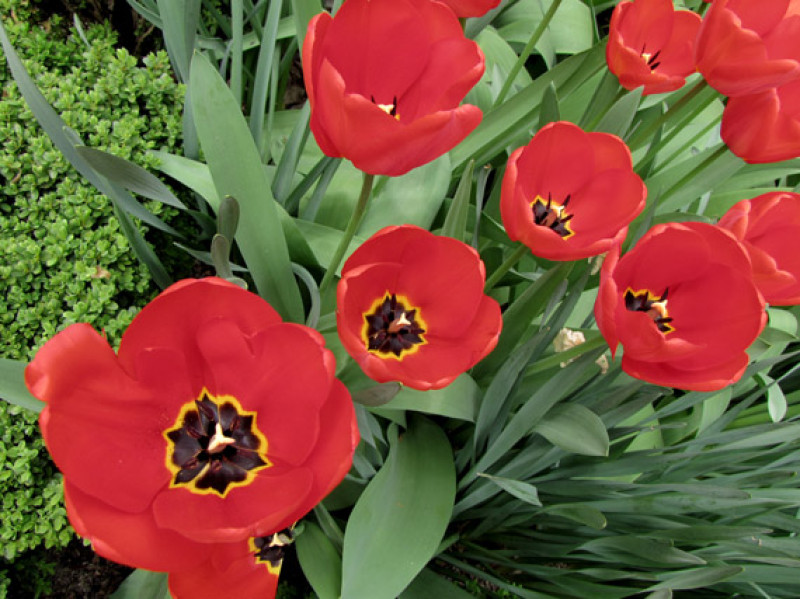Oso planes A pie verdeesvida :: Bulbos de primavera: ¡es hora de plantarlos!