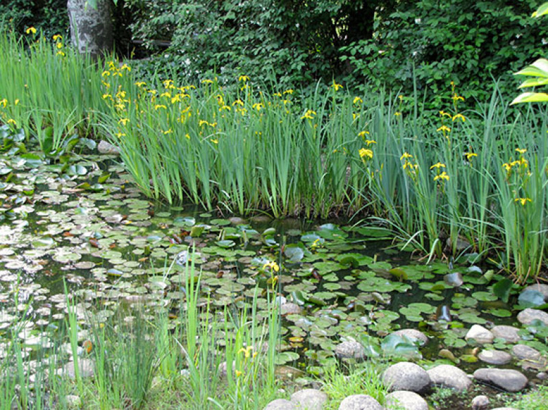 verdeesvida :: El ecosistema de un estanque