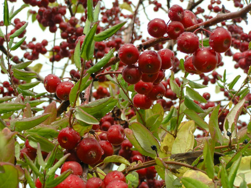 verdeesvida :: Frutos rojos en tiempos de cielos grises