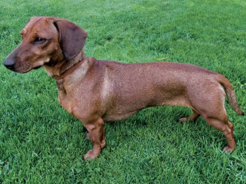 Dachshund: el perro salchicha 