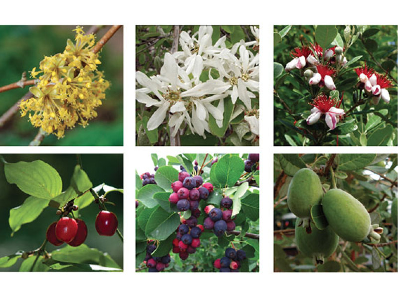 Verdeesvida El Jardin Comestible 8 Arbustos De Pequenos Frutos