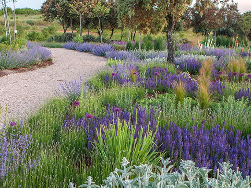 verdeesvida :: Jardines: color y belleza a prueba de calor y sequía (1ª  parte)