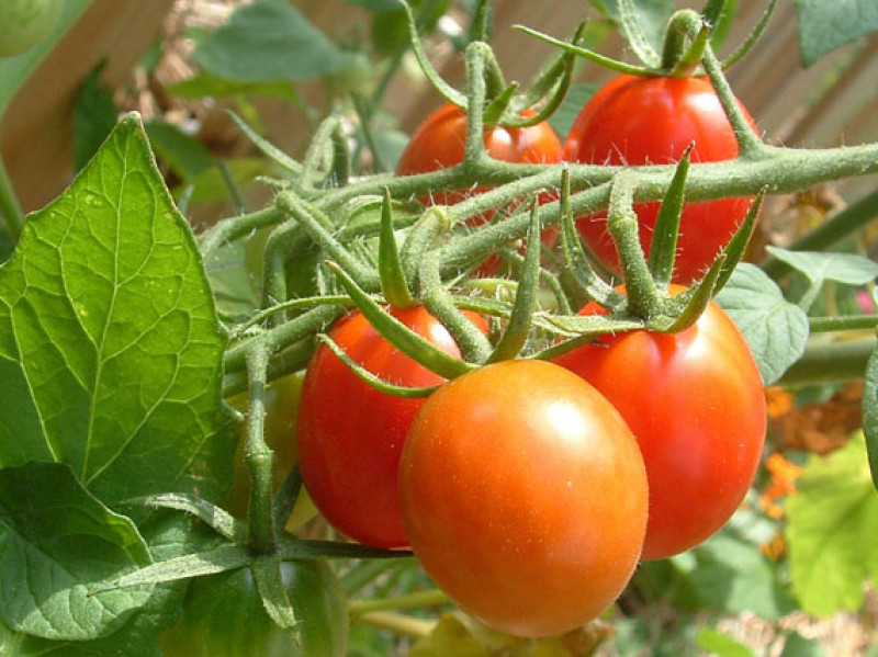 :: tomates en maceta