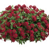 Featured image of post Flor Verbena Roja / Encuentra este pin y muchos más en plantas con flores rojas, de riomoros.