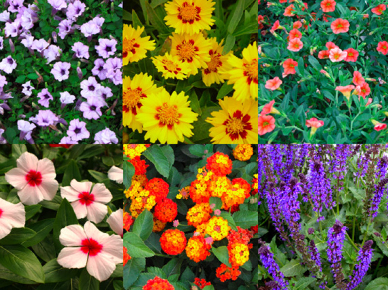 verdeesvida :: Flores de primavera-verano