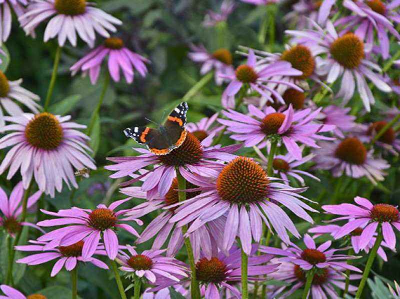 verdeesvida :: Plantas de flor: néctar y mucho color para las mariposas (1ª  parte)