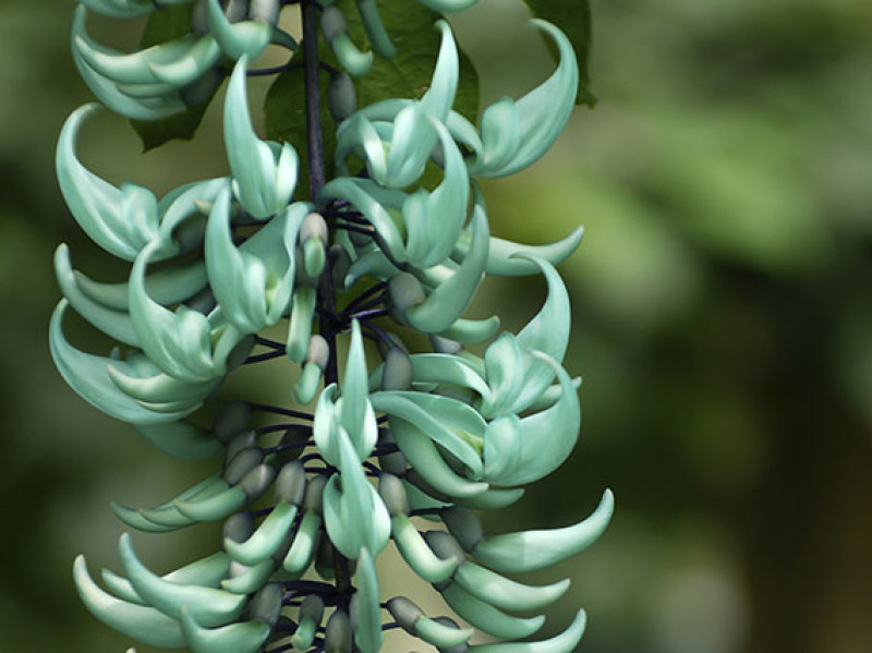 verdeesvida :: Una flor del color del jade