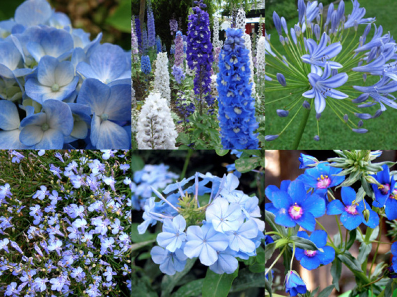 verdeesvida :: Verano azul: flores 'frías' para los días más cálidos